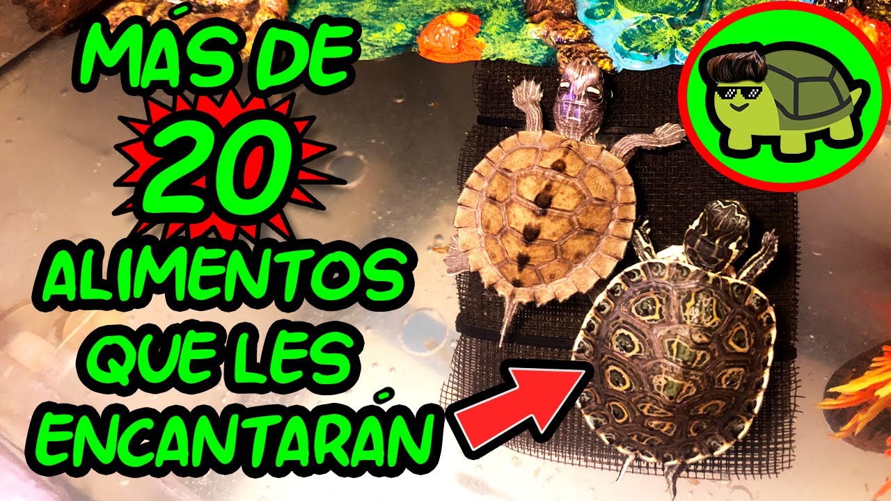 La cantidad adecuada de comida para tu tortuga