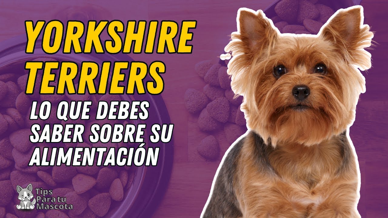 La cantidad adecuada de comida para un yorkshire