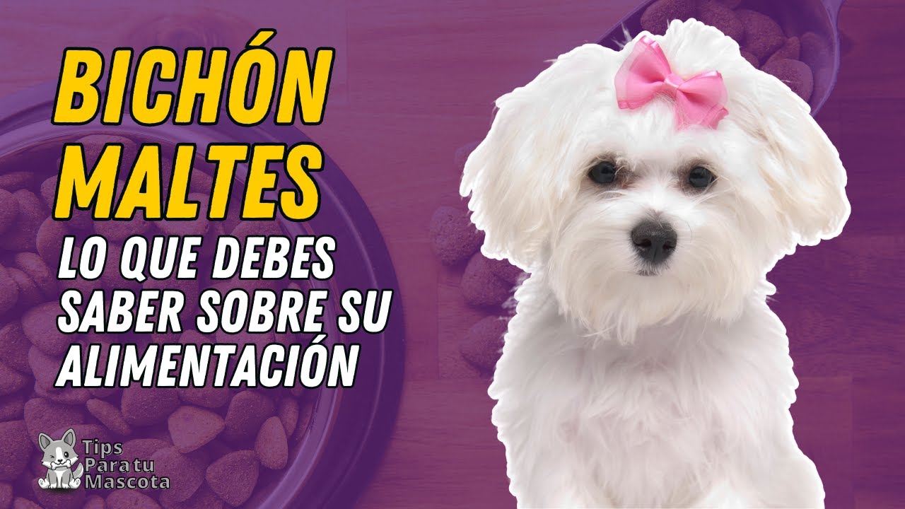 La cantidad de comida adecuada para un bichón maltés