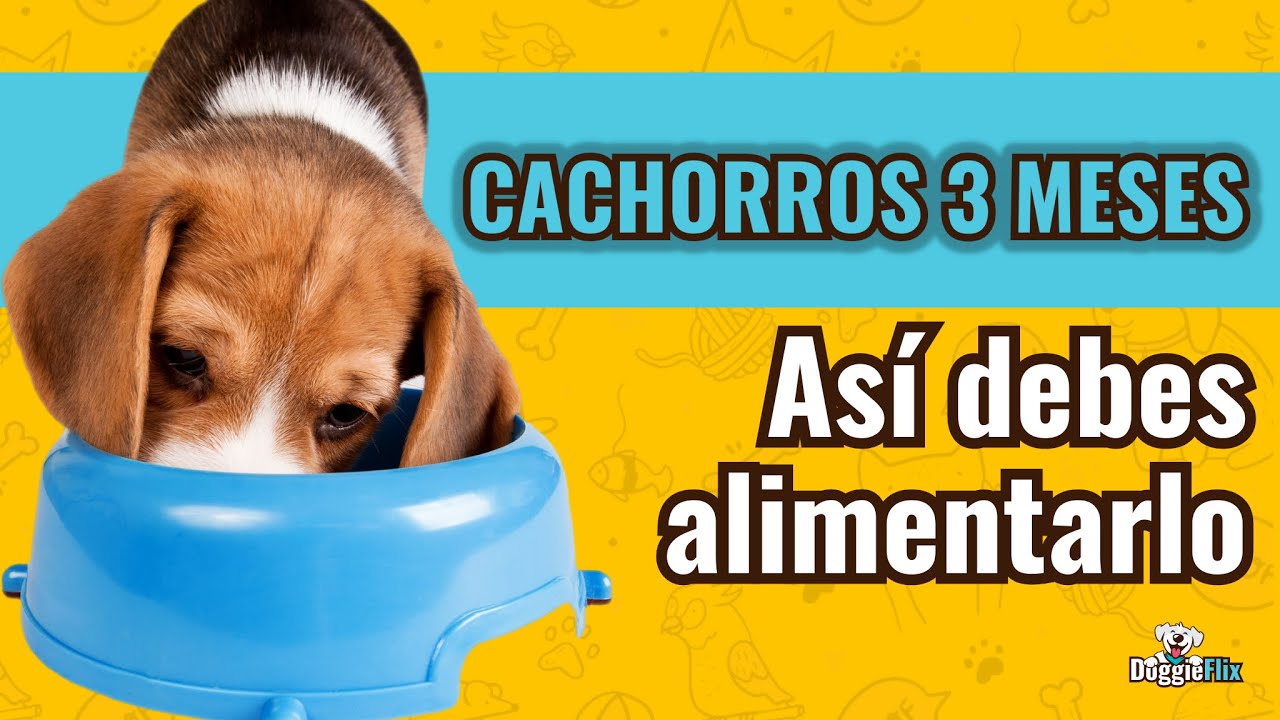 La cantidad de comida para tu cachorro de 3 meses