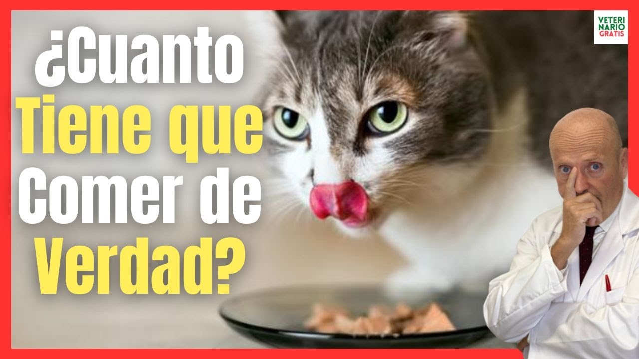 La cantidad de comida que necesita un gato al mes
