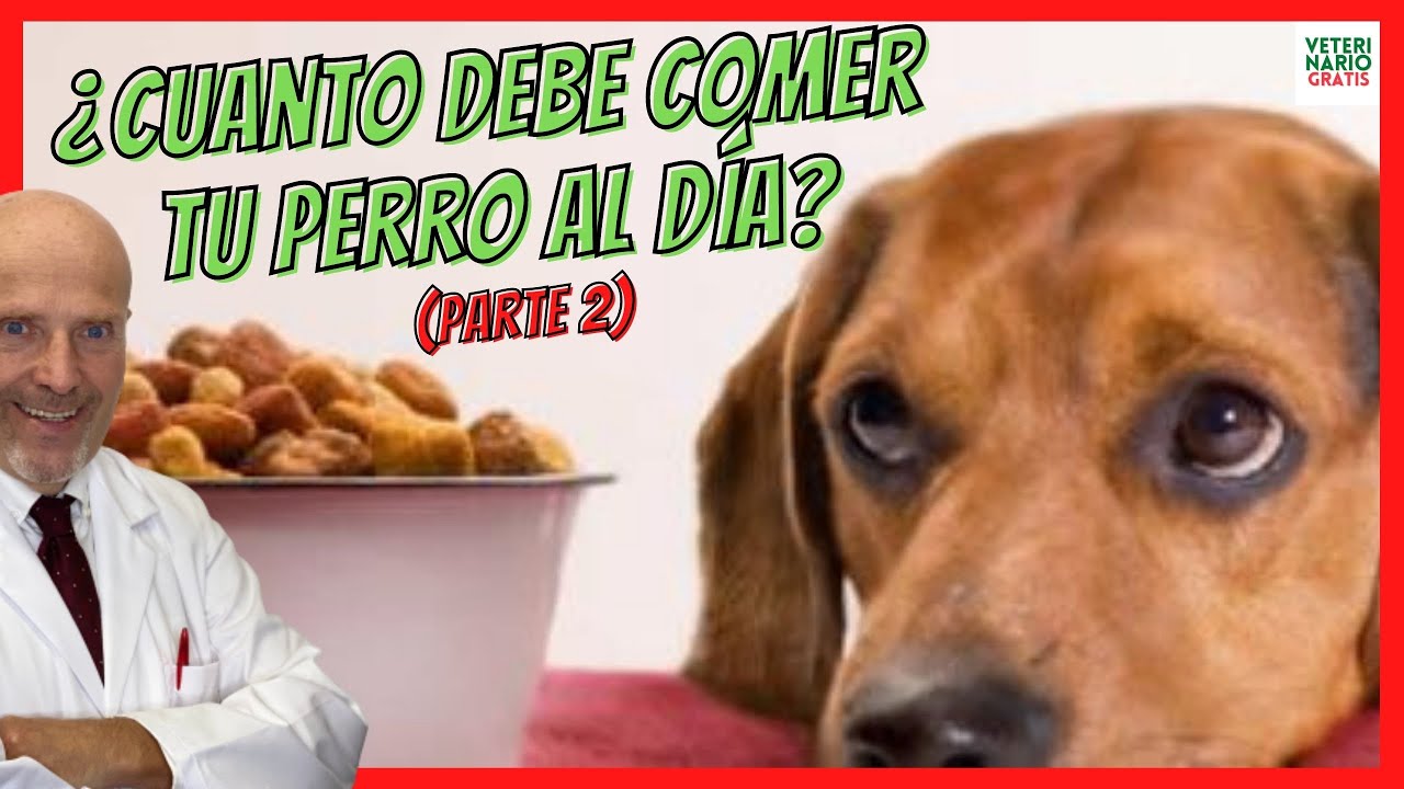 La cantidad de comida que necesita un perro