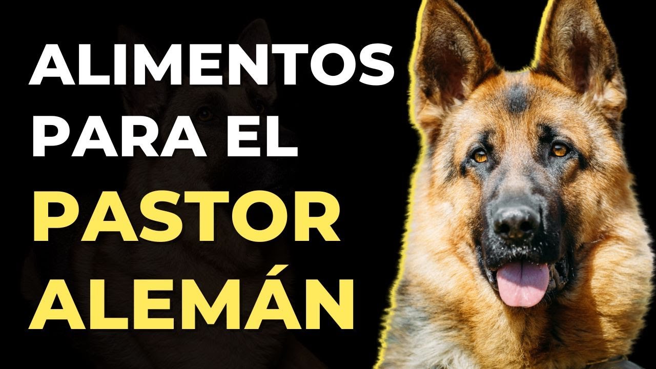 La comida especial que necesita tu pastor alemán