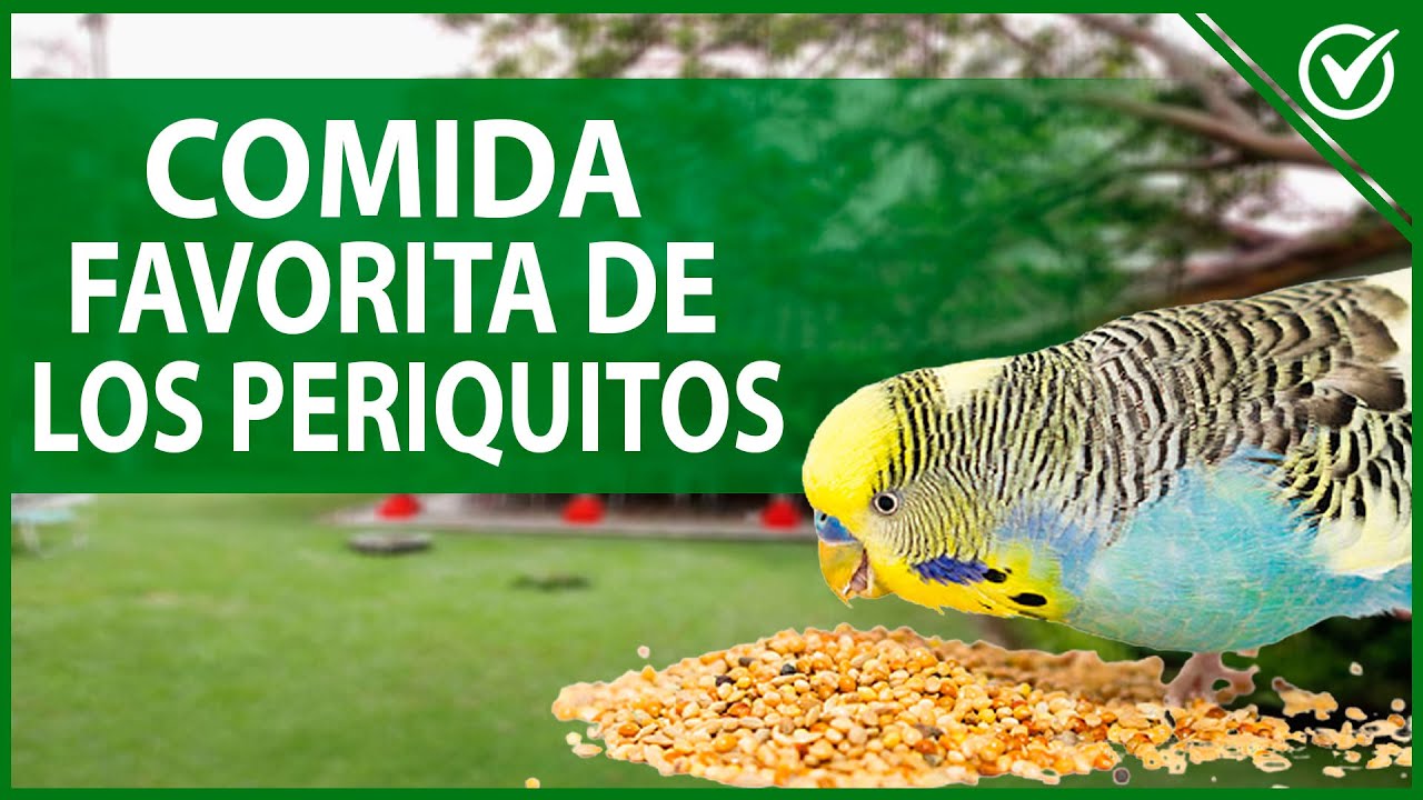 La comida favorita de los pájaros: descubre qué les encanta comer