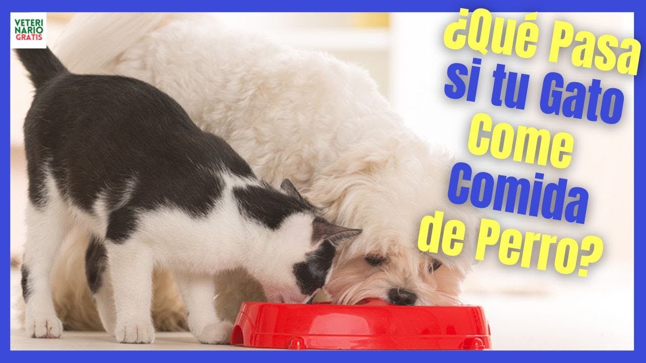 La importancia de darle a tu gato la comida adecuada y no la de perro
