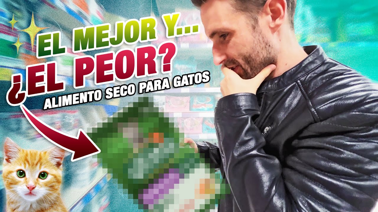 La mejor comida de gatos sin cereales para una alimentación saludable