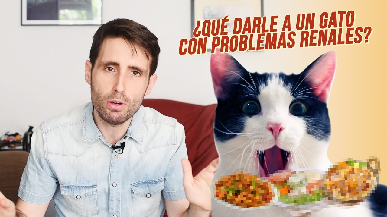 La mejor comida húmeda para gatos con problemas renales