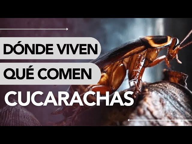 Las cucarachas y su preferencia por la comida