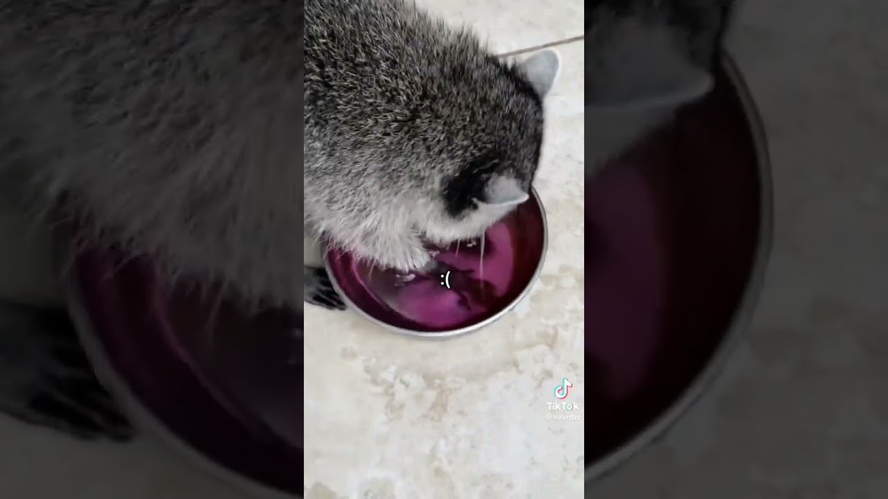 Los mapaches y su curiosa forma de limpiar su comida