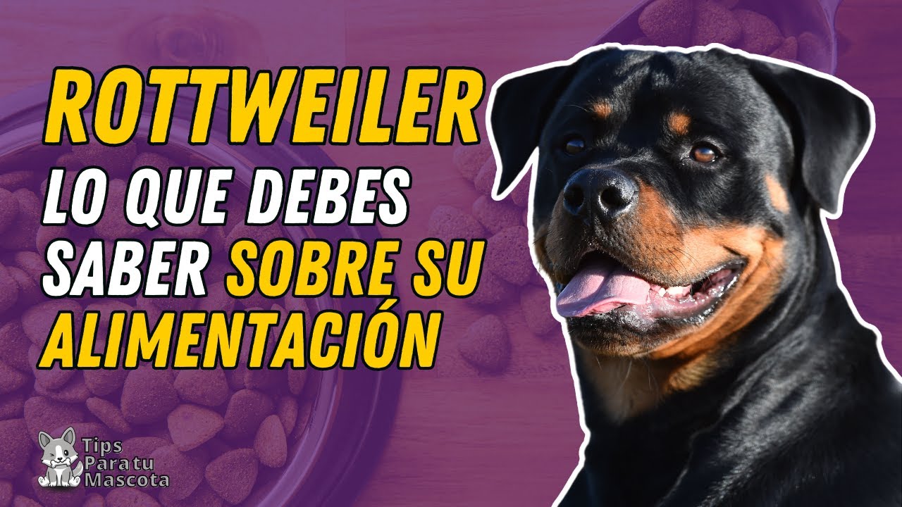 Prepara comida casera para perros rottweiler y mejora su salud