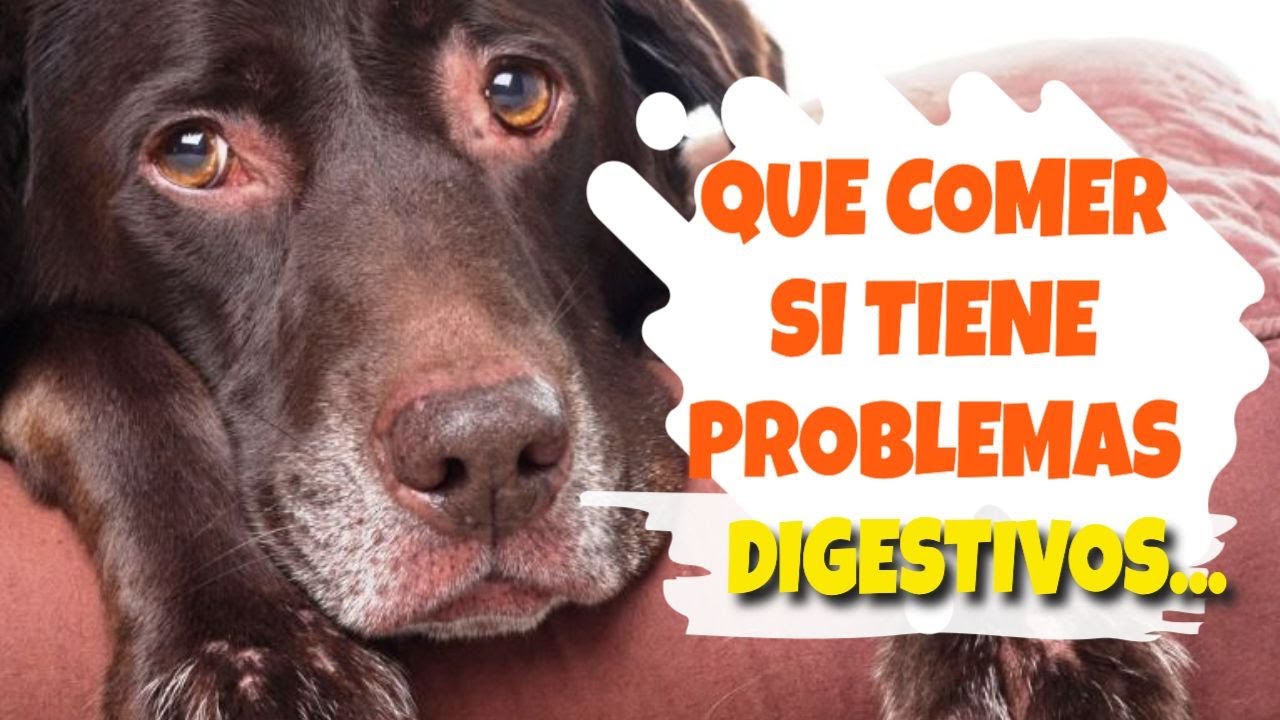 Problemas digestivos: mi perro no tolera la comida