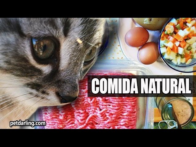 Recetas de comida casera para gatos