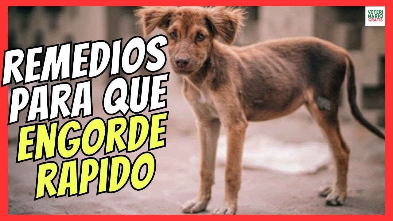 Recetas de comida casera para perro desnutrido