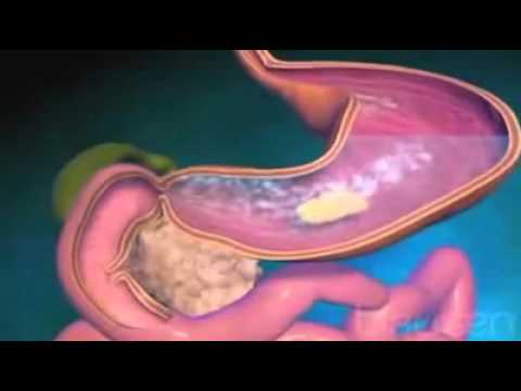 Recorrido de la comida en el cuerpo: de la boca al estómago y más