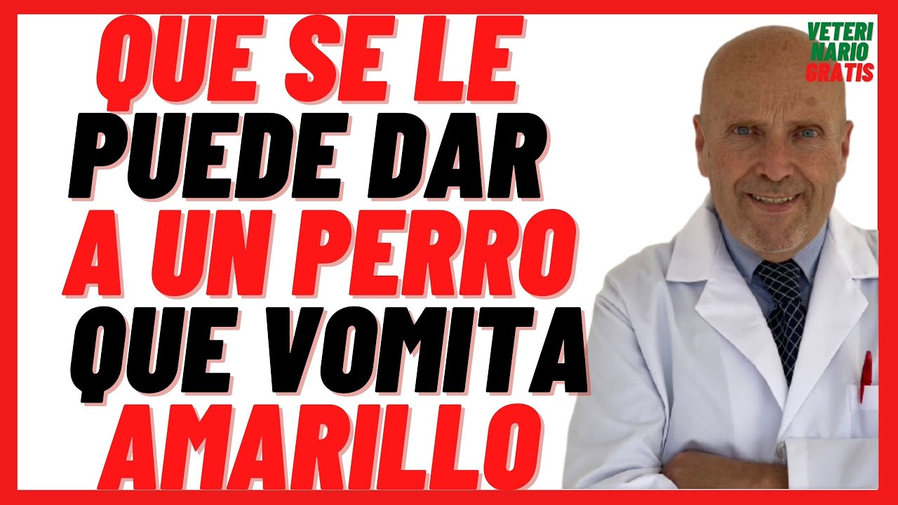Solución para perros que vomitan comida amarilla