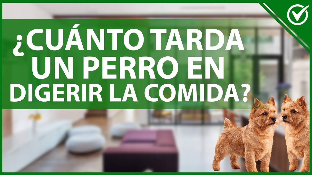 Tiempo de digestión de la comida en perros