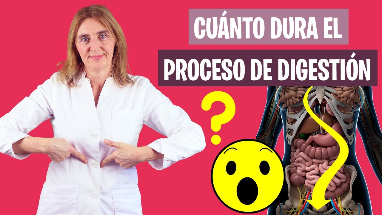 Tiempo de llegada de la comida al estómago durante la digestión