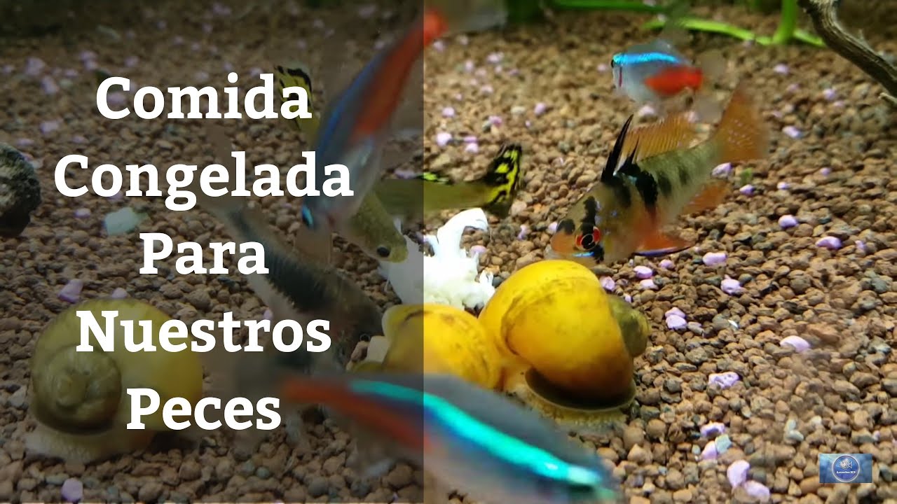 Alimenta a tus peces disco con nuestra comida congelada de calidad