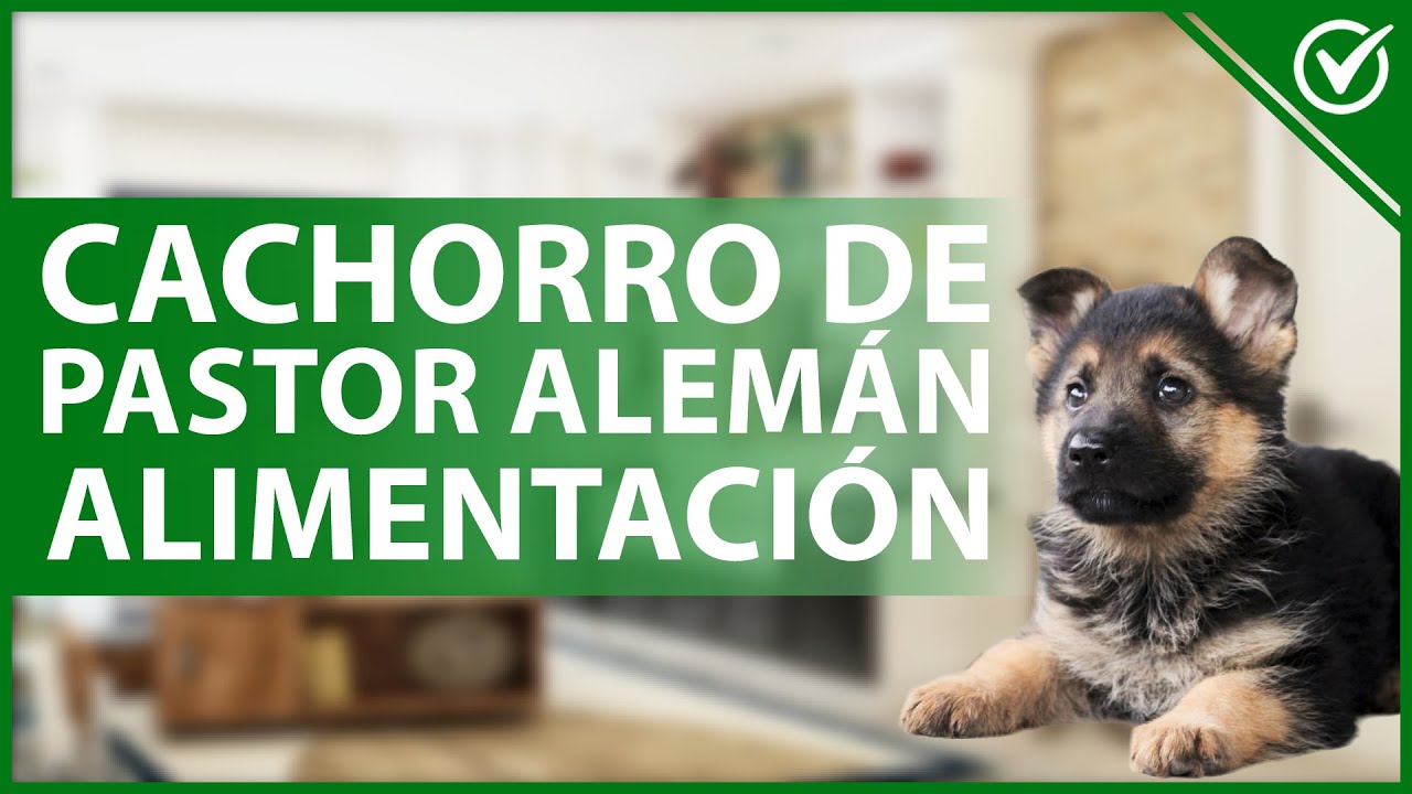 Alimentación adecuada: Comida para pastor alemán cachorro