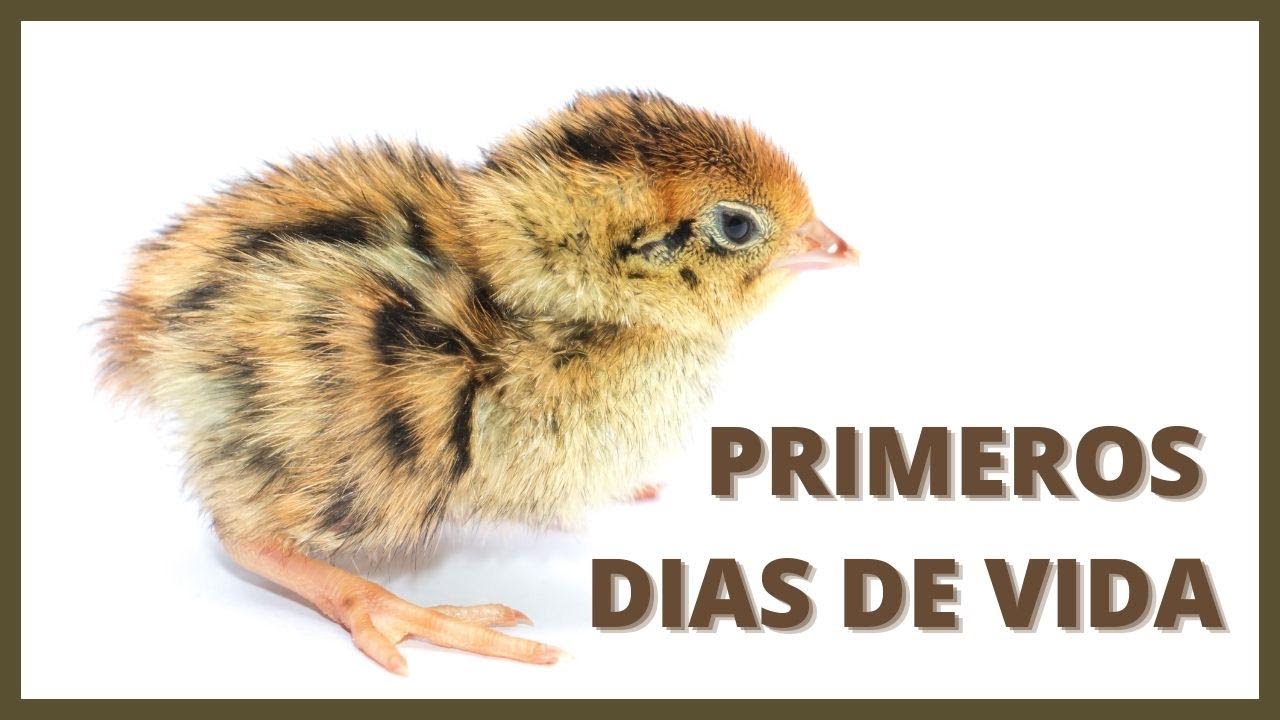 Alimentación adecuada para codornices recién nacidas
