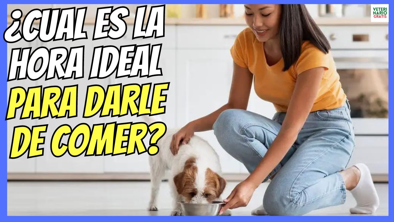 Alimentación de cachorros: horario y consejos