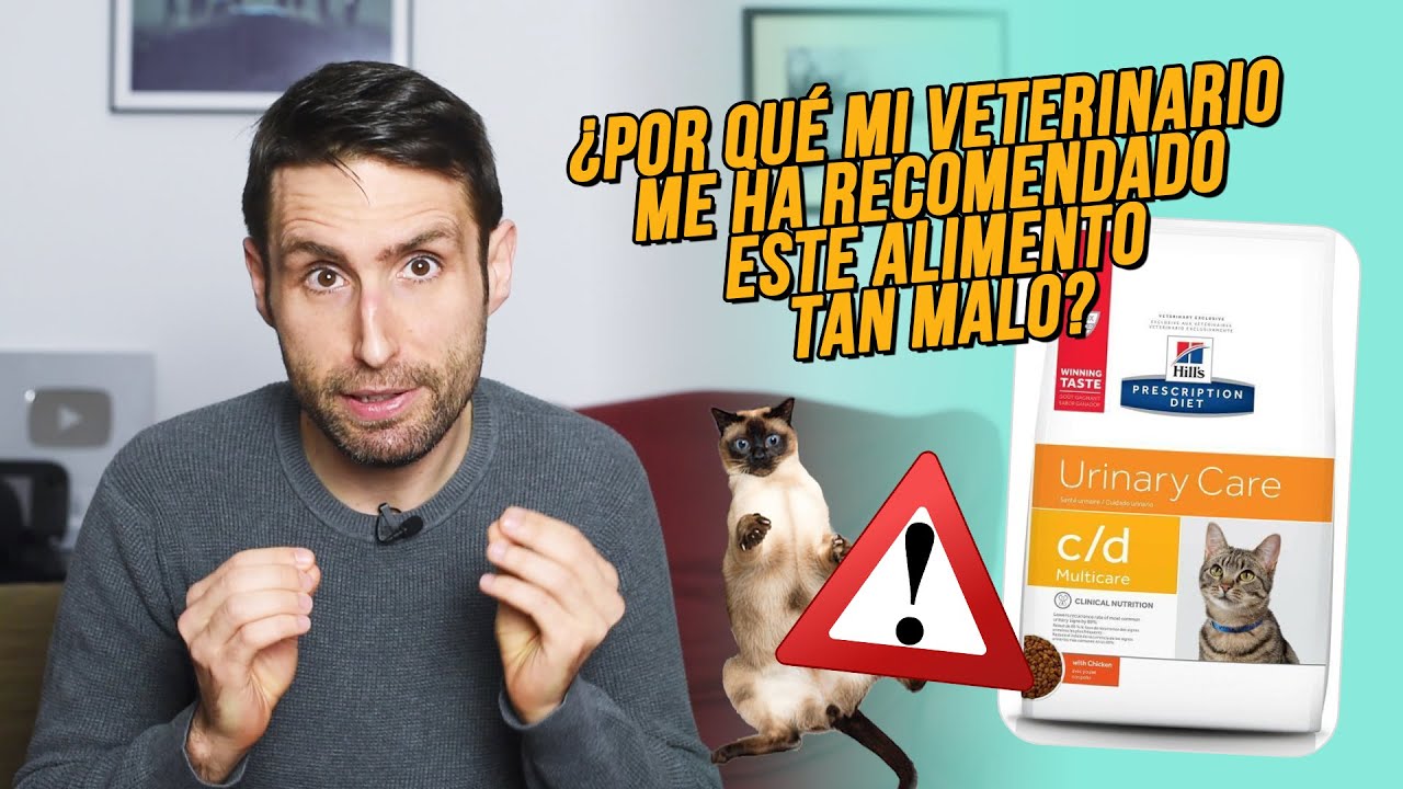 Alimentación especializada: la mejor comida para gatos con IBD