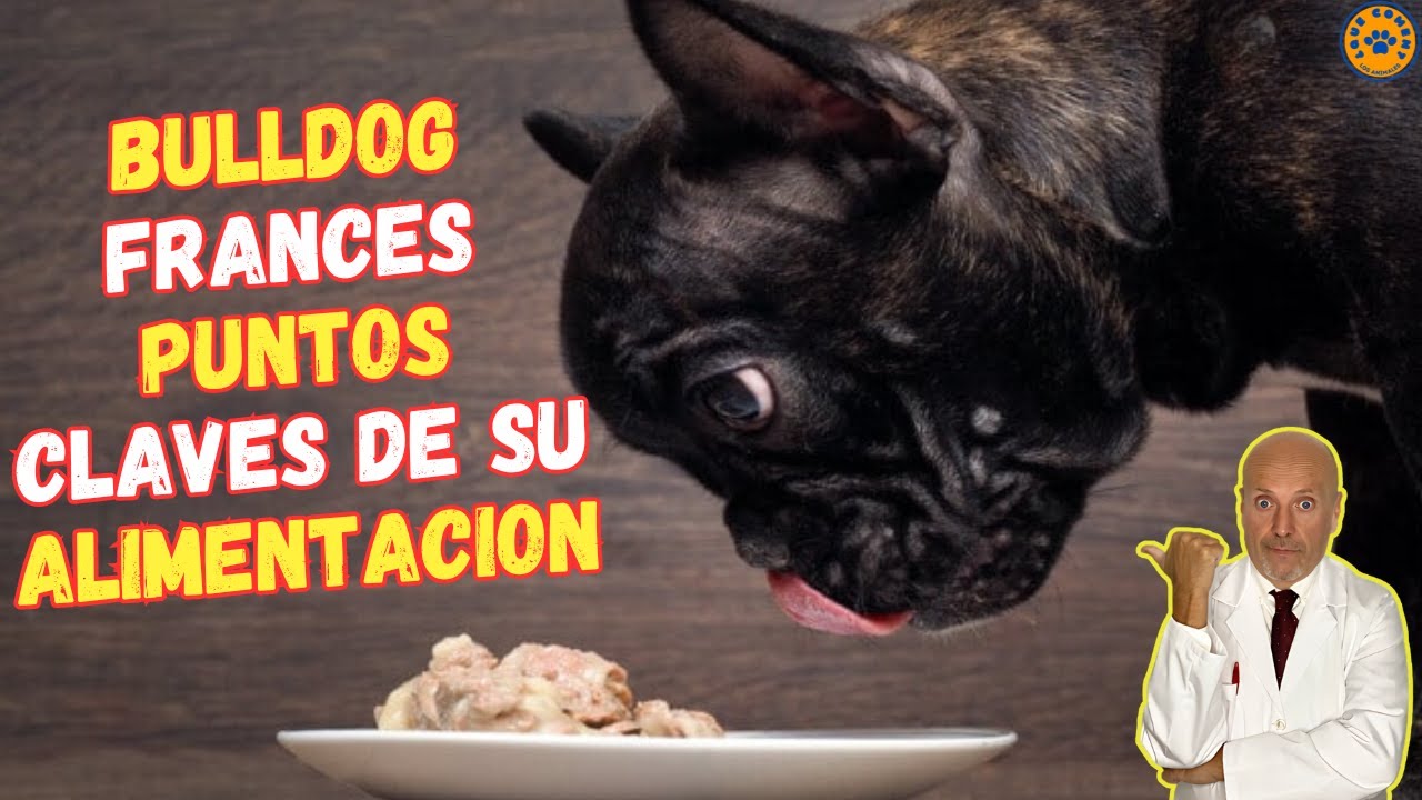 Alimentando a tu Bulldog Francés con Comida Natural