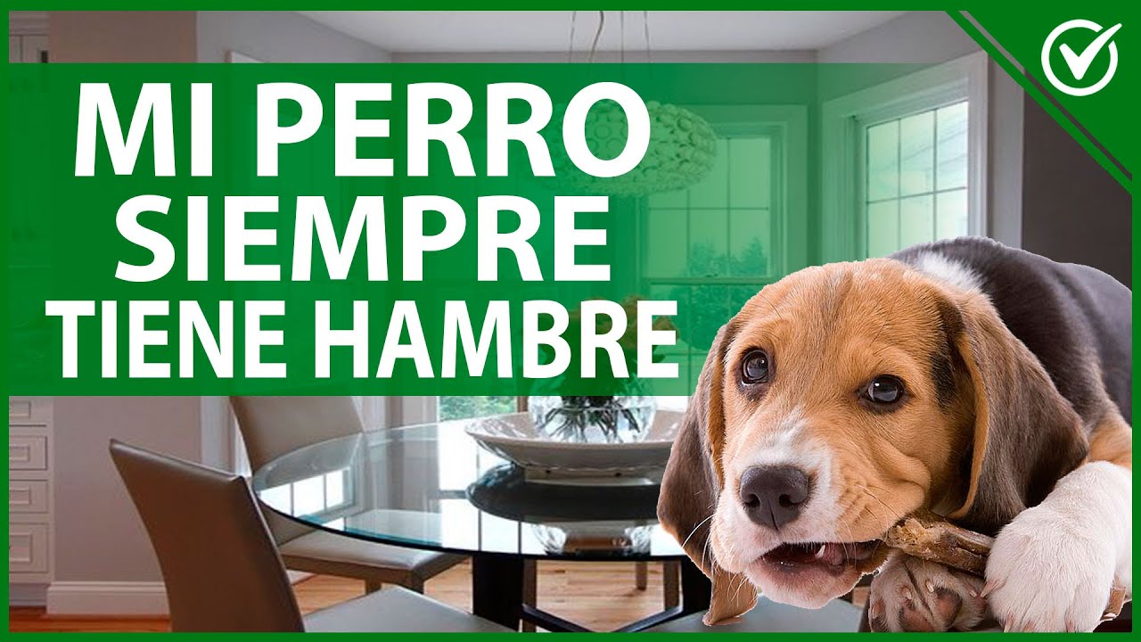 Ansiedad por la comida: Cómo ayudar a tu perro a controlarla