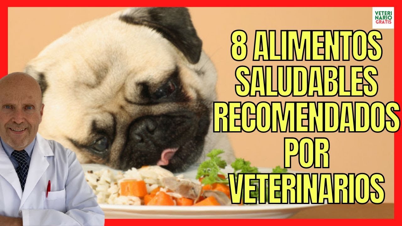 Comida para perros sin pienso: opciones saludables y deliciosas