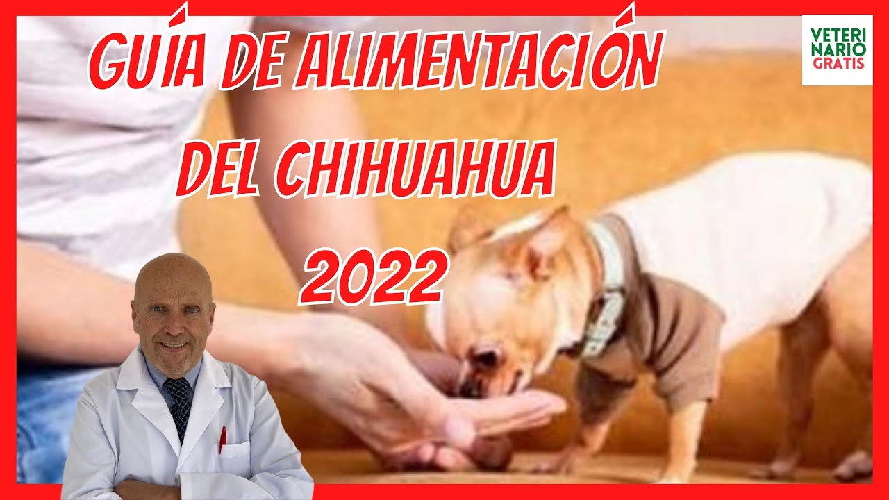 Consejos de comida para chihuahua de 2 meses