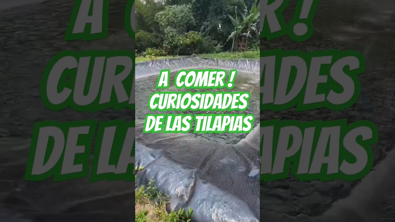 Delicias acuáticas: disfruta de la comida en forma de pez