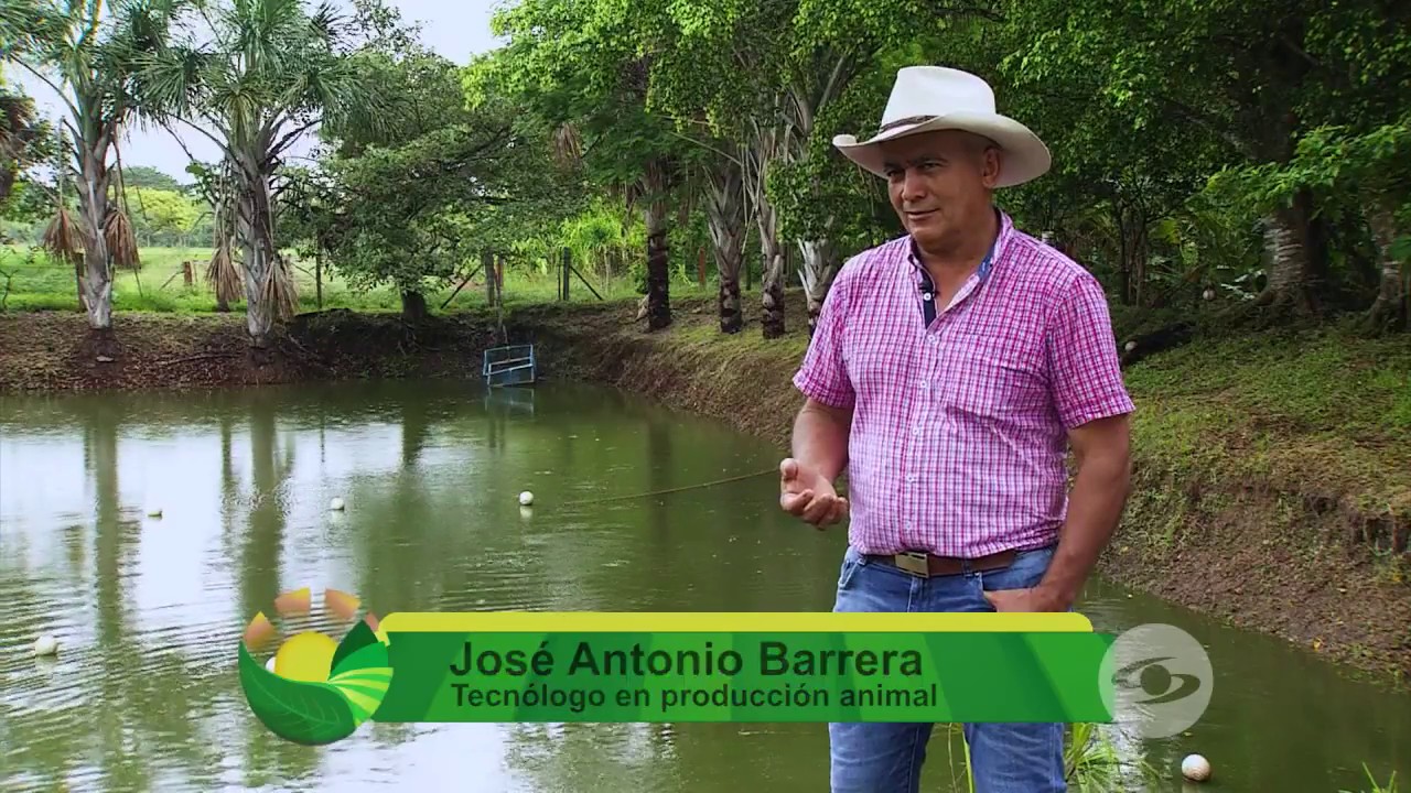 Deliciosa comida para camarones de agua dulce