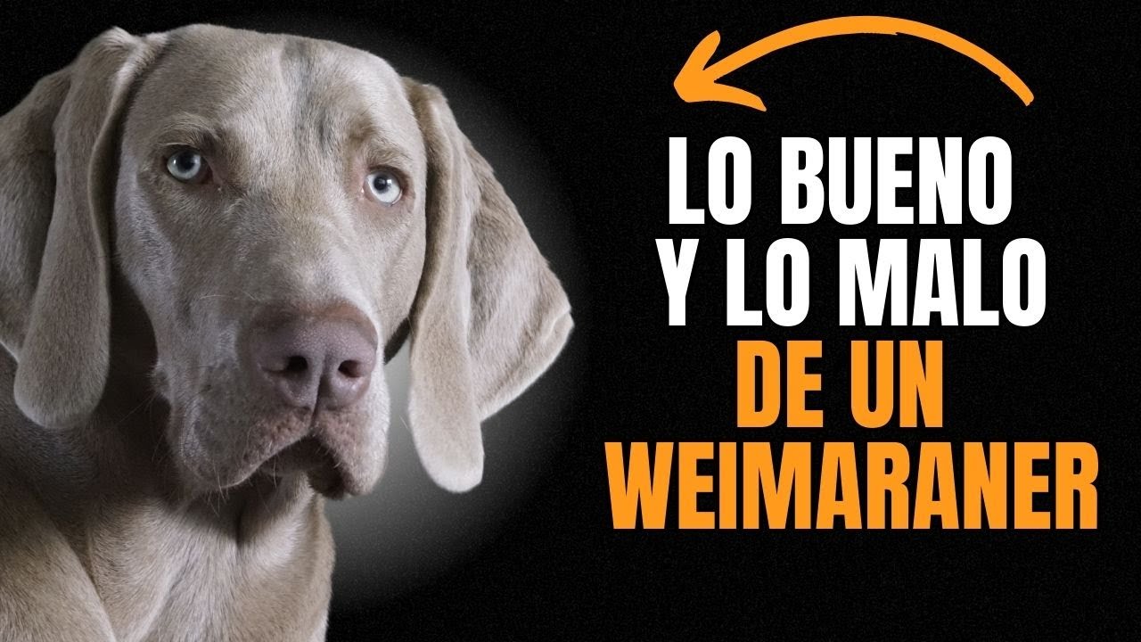 Deliciosas opciones de comida para tu Braco de Weimar