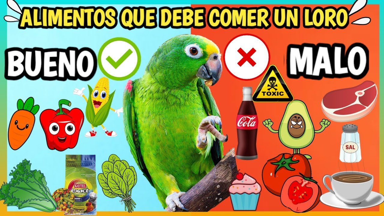 Descubre cuál es la comida preferida de los loros