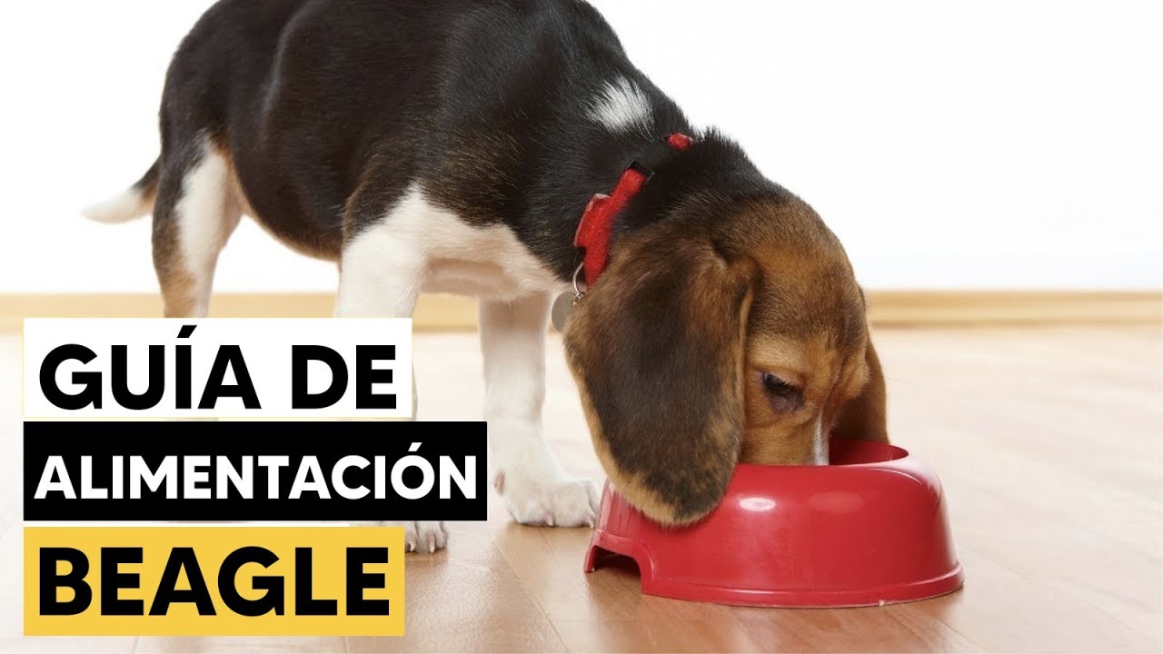 Dieta adecuada para un beagle de 2 meses: importancia de la comida
