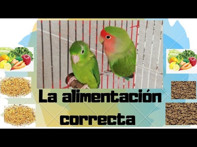 Importancia de la alimentación para agaponis recién nacidos