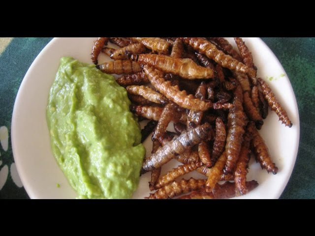 Insectos: la comida del futuro