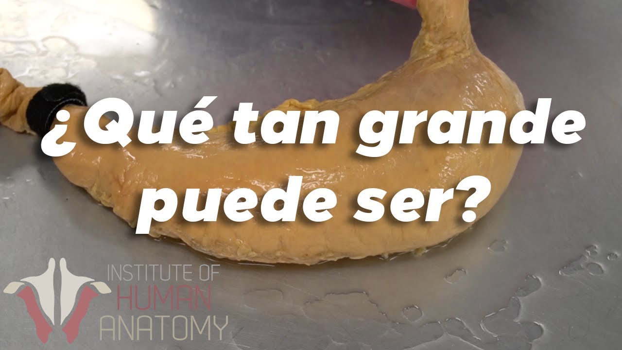 La cantidad de comida que puede soportar el estómago humano