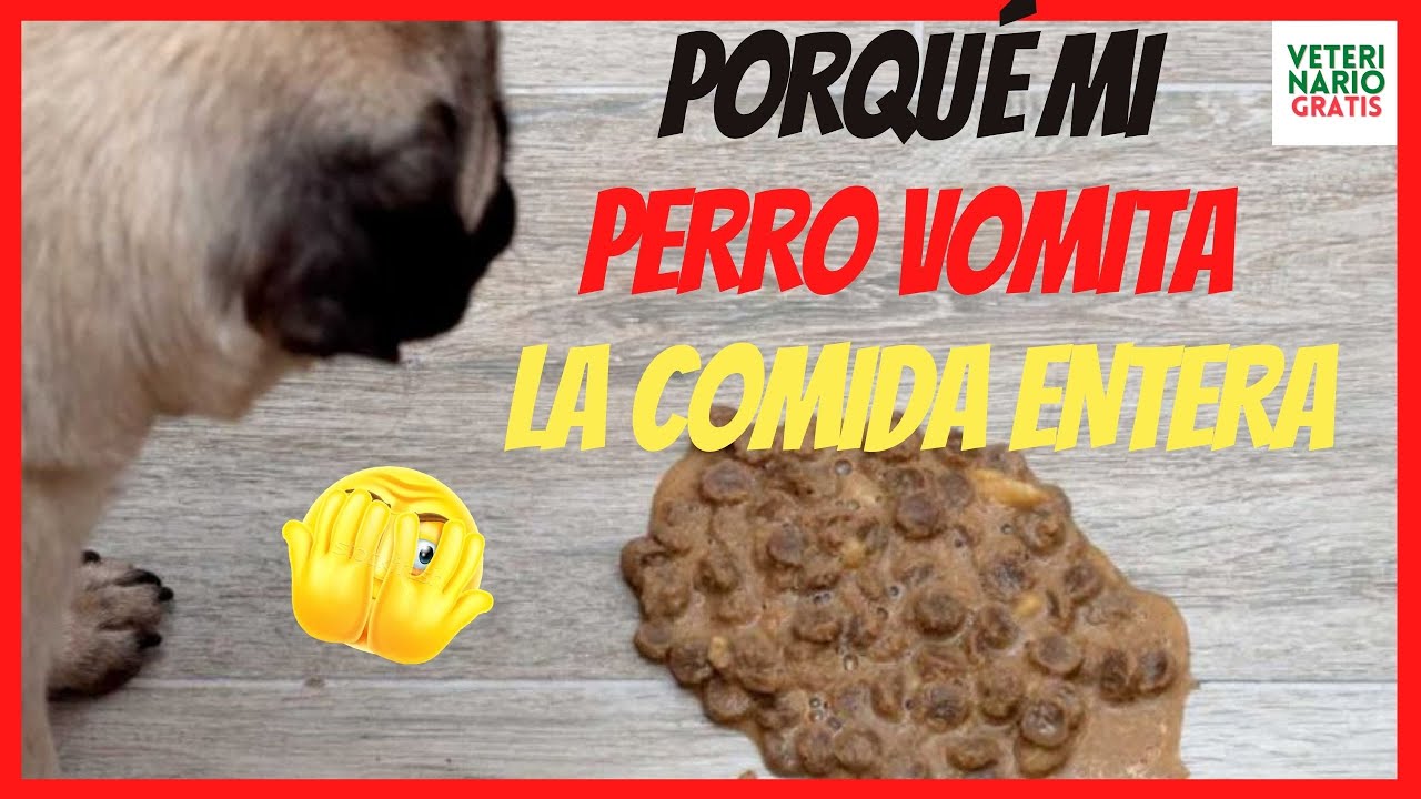 Mi perro no mastica la comida y la defeca entera