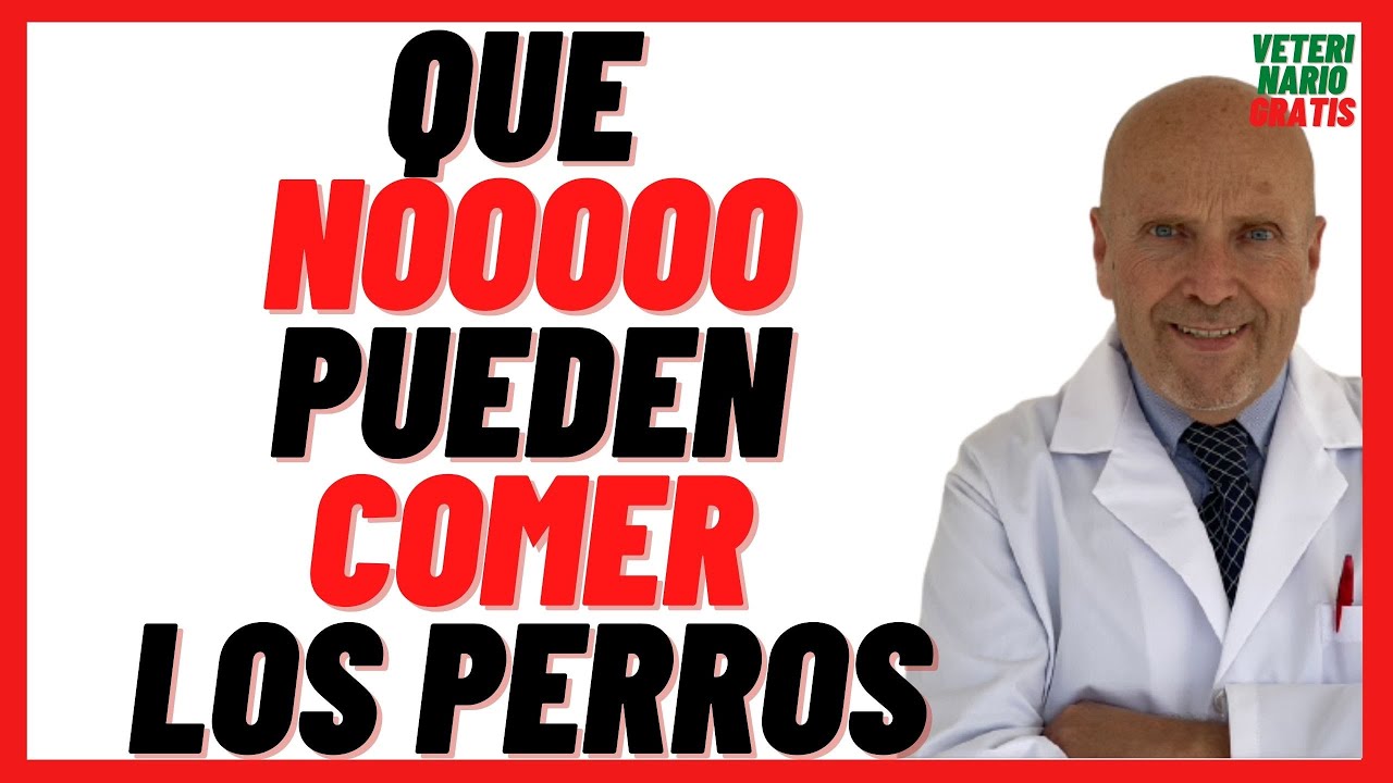 Por qué comer comida de perro es perjudicial para la salud humana