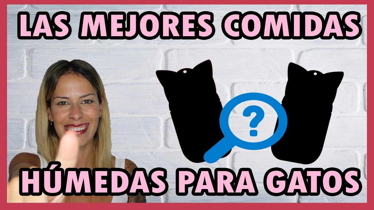 Porta 21: La mejor comida húmeda para gatos