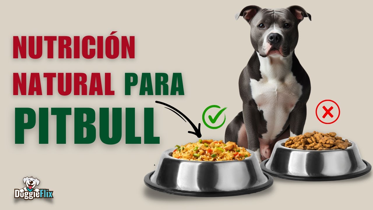 Prepara deliciosa comida casera para tu perro pitbull