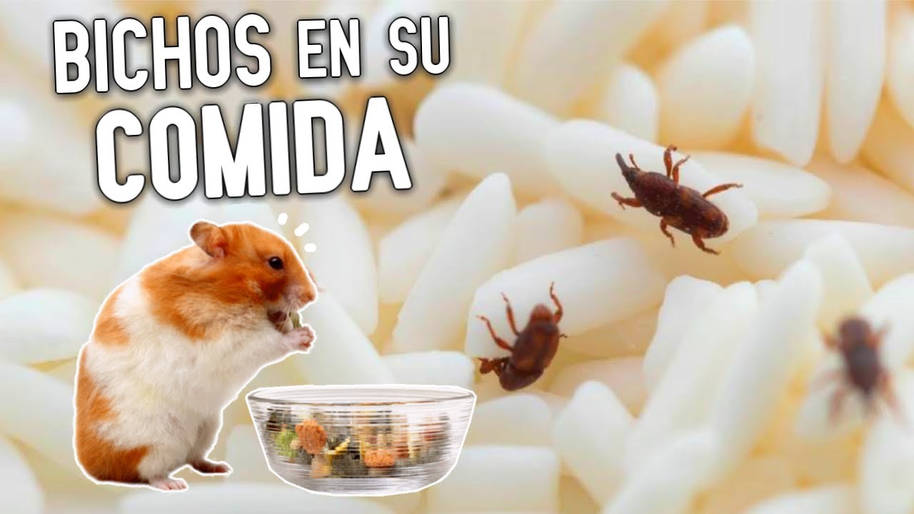 Problemas con bichos en la comida de mi hamster