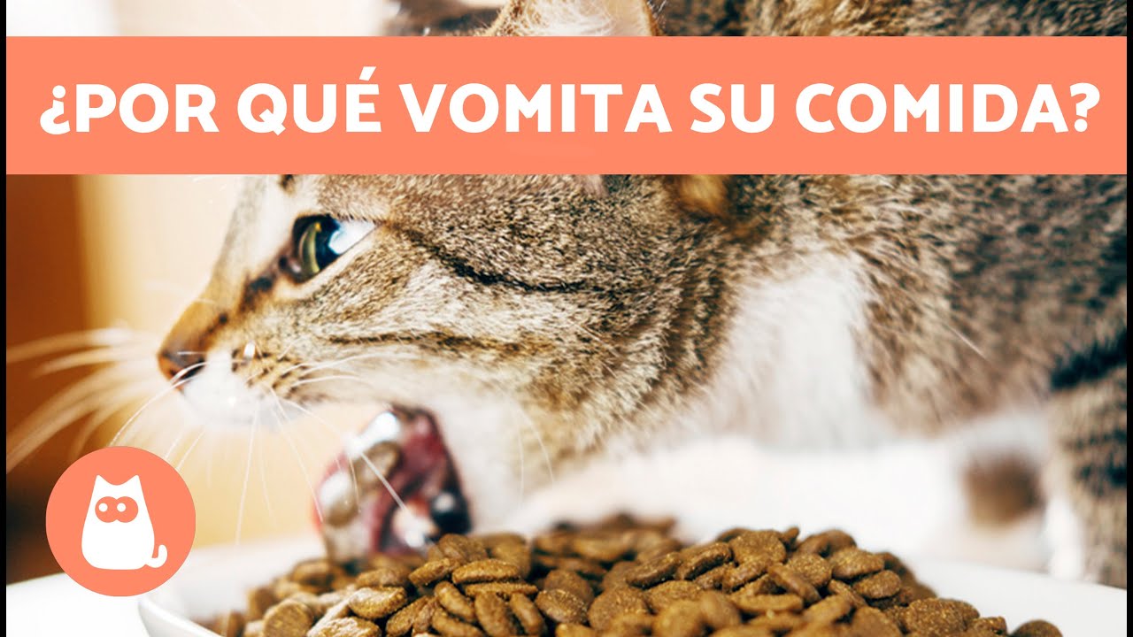 Problemas digestivos: Mi gato vomita la comida seca