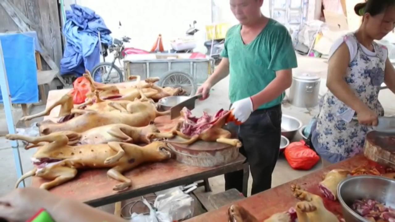 Ratas devoran comida de perro