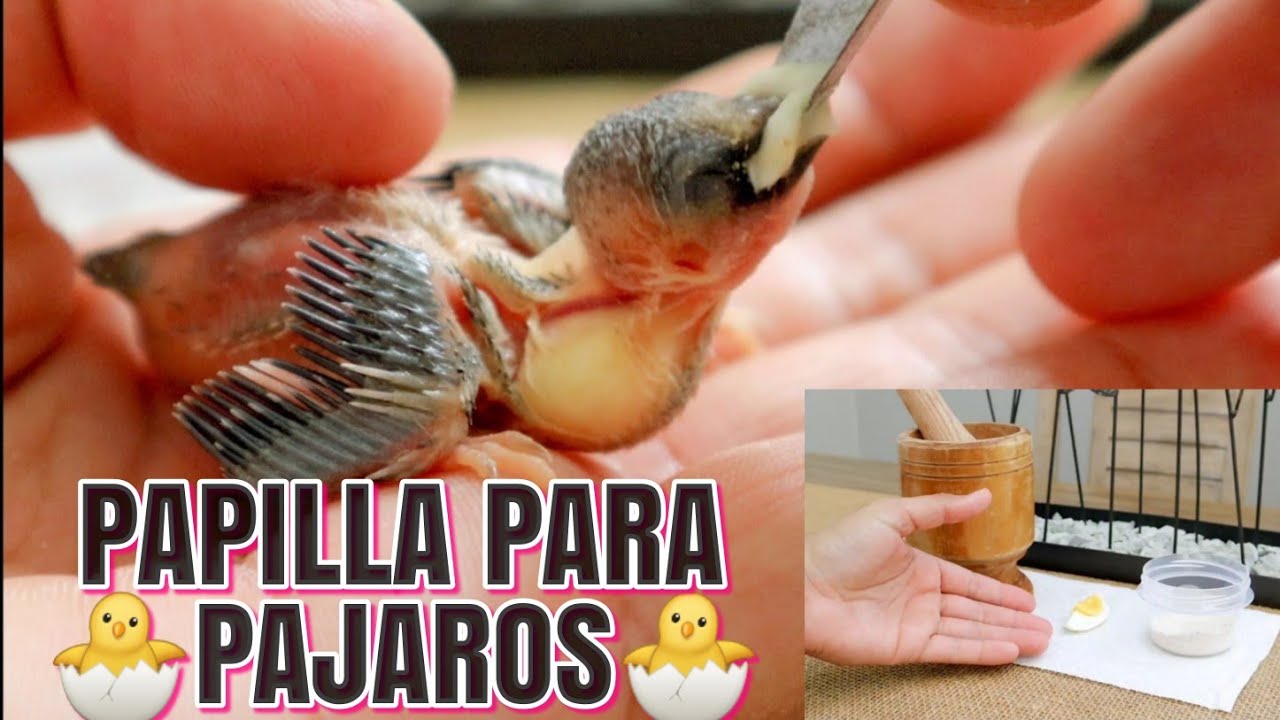 Recetas para preparar comida casera para pájaros bebés