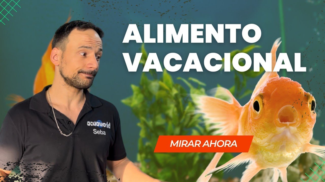 Solución de comida para peces durante tus vacaciones