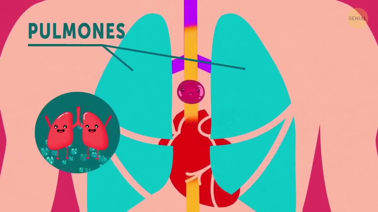 Viaje de la comida por el cuerpo: de la boca a la digestión