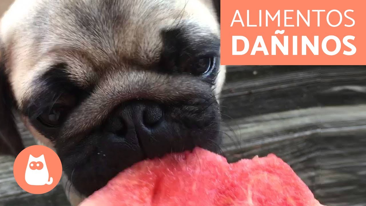 Alerta: Comida Tóxica para Perros que Debes Evitar