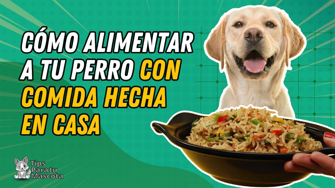 Alimenta a tu mejor amigo con nuestra deliciosa comida para perros